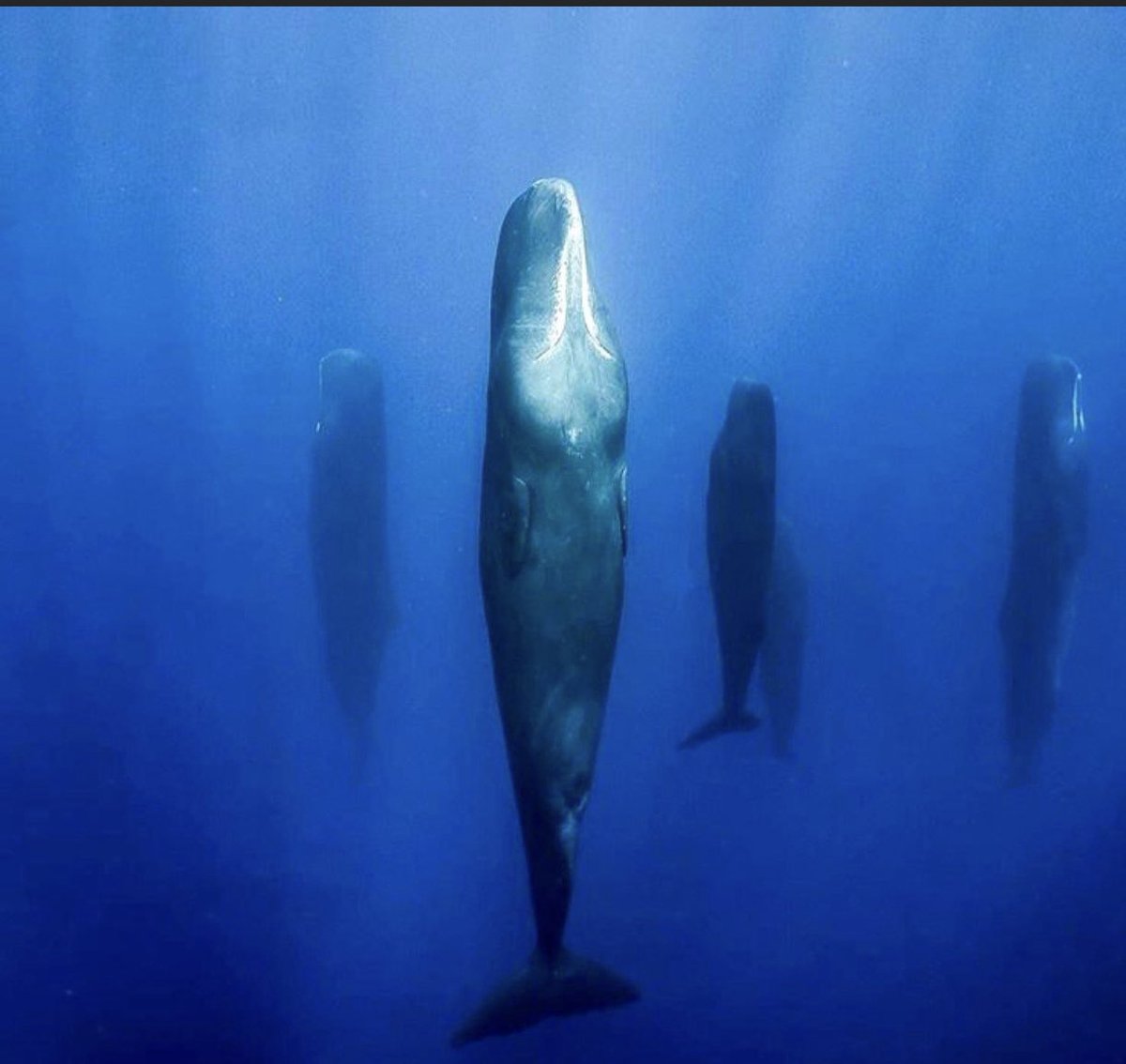 EBRU YÜCEL on X: Uyku ilginç bir konu.. Dünyanın en az uyuyan canlıları  balinalarmış. Balinalar bir gözleri açık ve beyinlerinin bir tarafı çalışır  uyuyorlar. Deniz memelileri uykuda beyinlerini tamamen devre dışı  bırakmıyorlarmış.