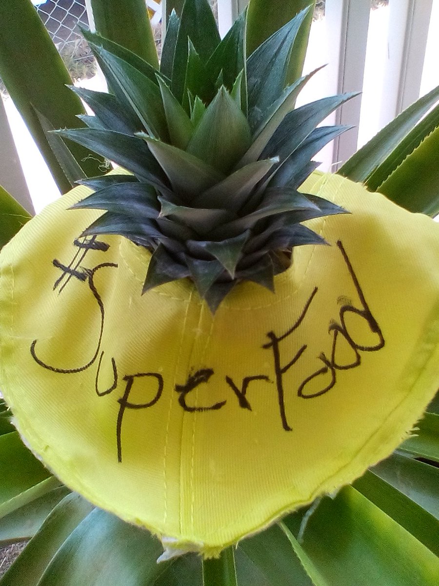 JayeRev's tweet image. #pineapple  #superfood  
I told a friend, who is currently knee deep in snow, that today  I was going to pick a pineapple that I grew.
She asked me to send pictures first.
Now she says she can't eat pineapple anymore.

What ?!?.....What'd I do ??!!??