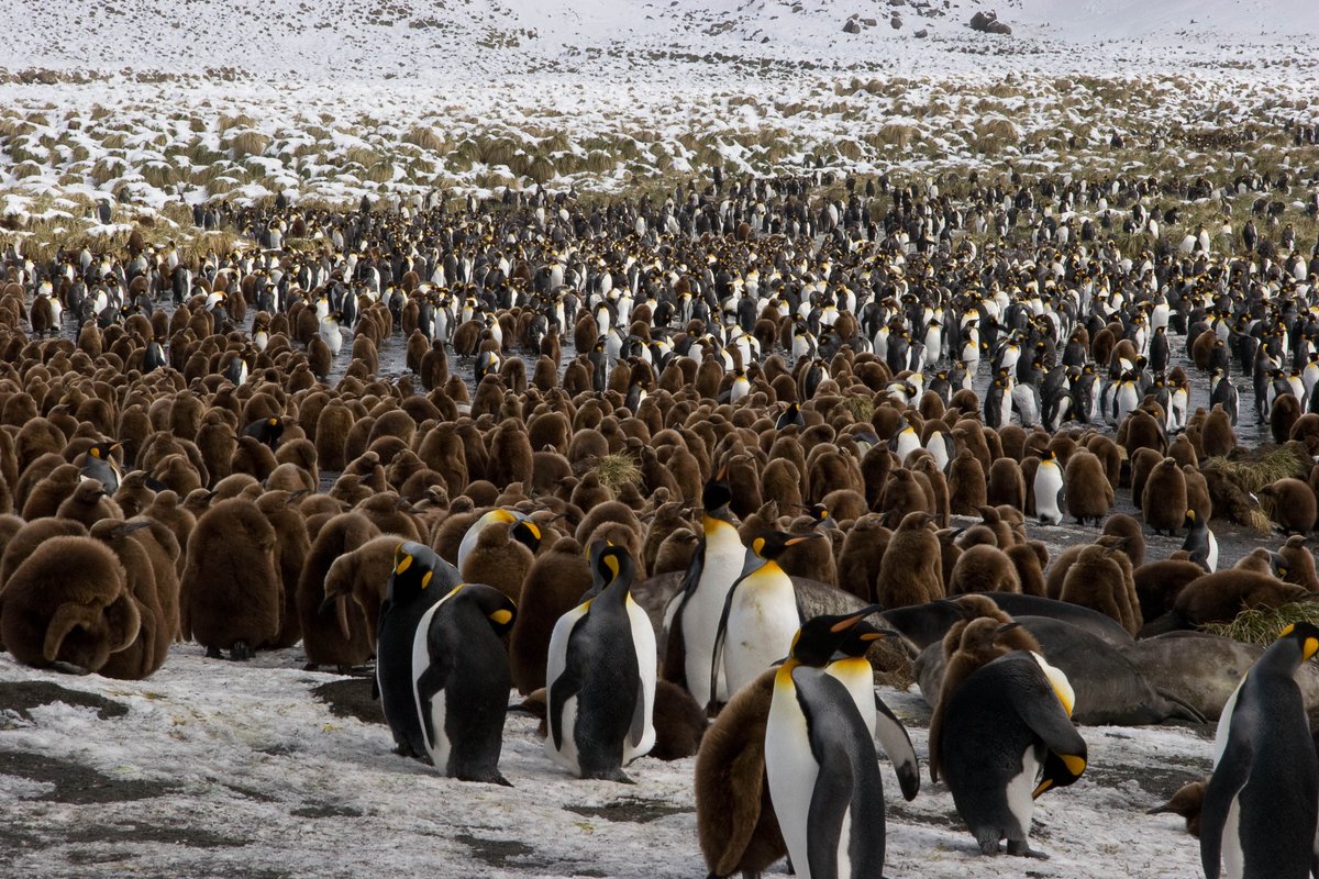 The "Right Relationships" in Nature are the key to the survival of all life on earth. Everything on Earth is connected and interdependent. 
humansandnature.org/humans-nature-…    #environmentaleducation