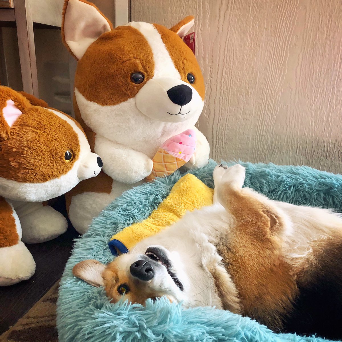 corgi_zero's tweet photo. Halp, the imposter corgis are multiplying! 🤣
#CorgiAddict #CorgiObsession https://t.co/lACdRWAcp8