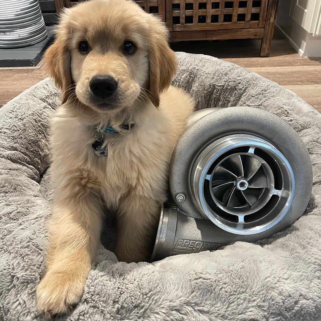 TurbologyLLC's tweet image. Good Boys: @griffinsteinfeld &amp;amp; @PrecisionTurbo
•
#turbology #precisionturbo #turbocharged #singleturbo #twinturbo #turbo #driftcar #drifting #drift #hillclimb #timeattack #rallye #rally #jdm #exoticcars #exoticcar #supercars #supercar #racecars #racecar #racing #race #dogs #dog