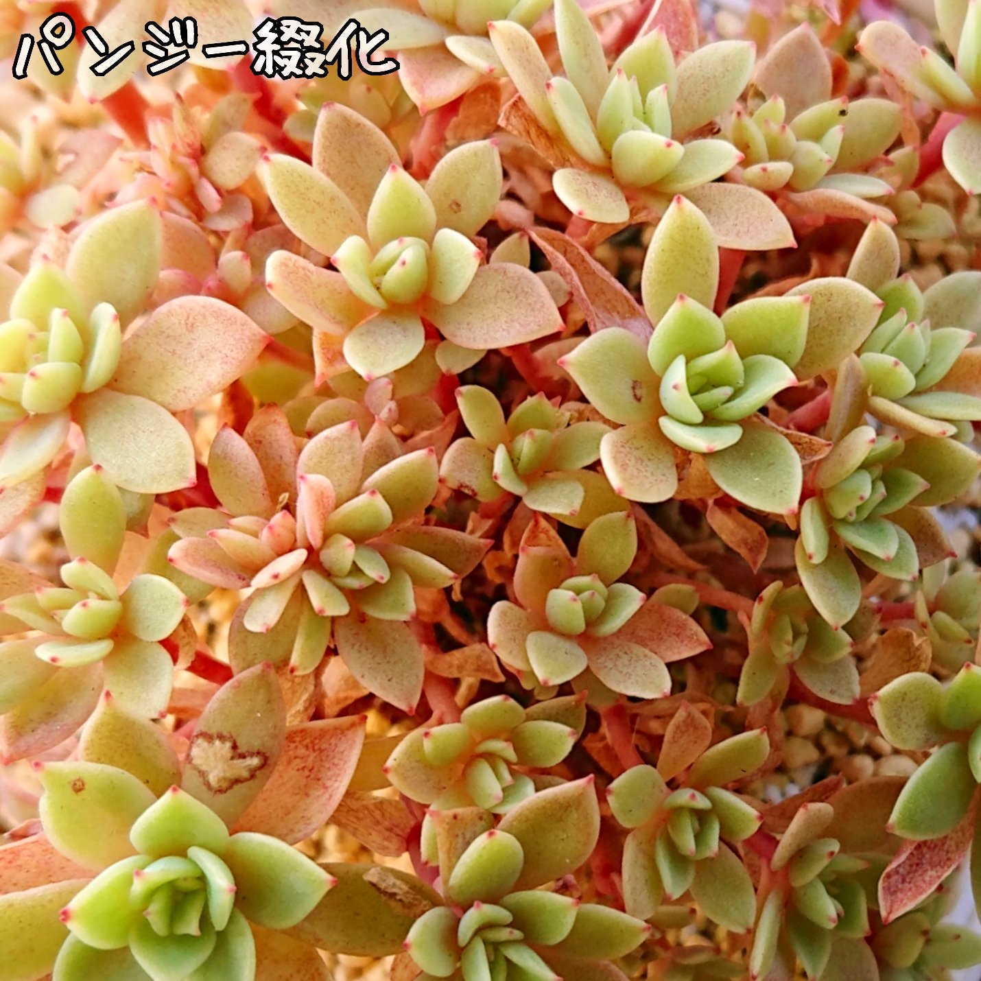 パンジー 多肉植物 Busaracenter Org