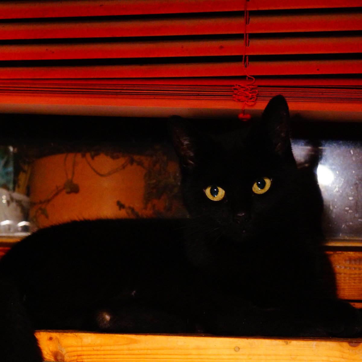 JuliaMurakami's tweet photo. Goodnight Miou, you will be deeply missed 💕 https://t.co/OEheLD80Vf