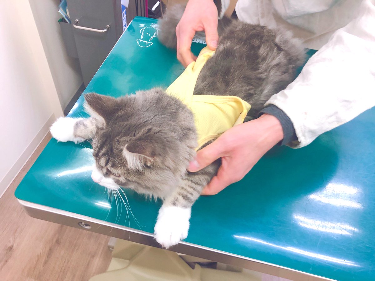 避妊手術後4日目