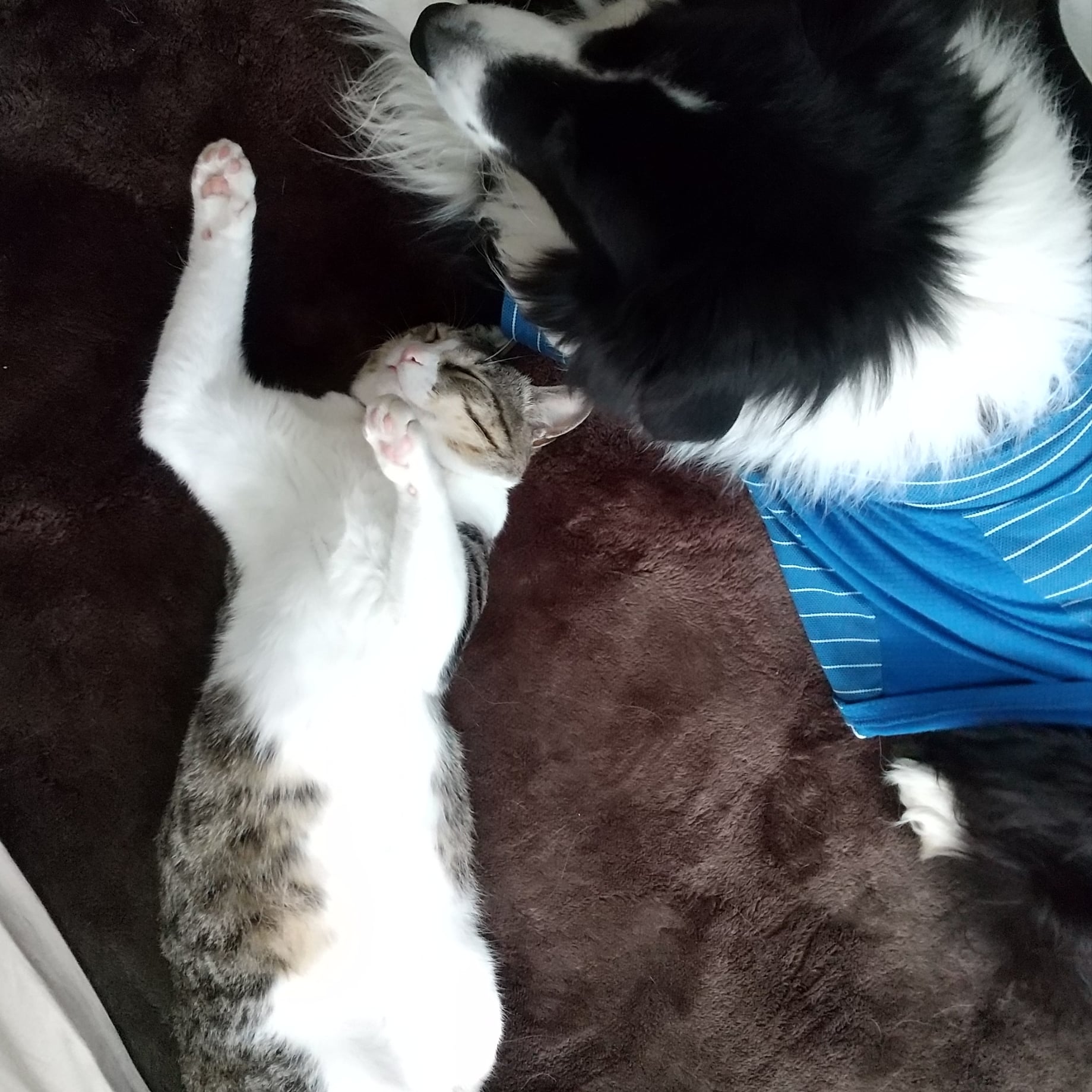 猫と犬に溺れたい Nekoinuboretai Twitter