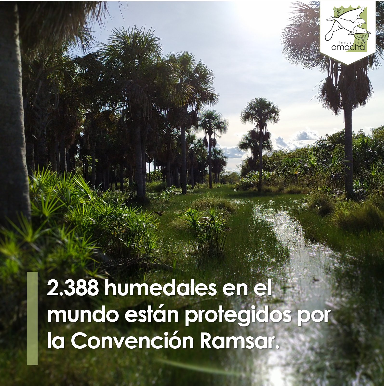 Fundación Omacha on Twitter: 