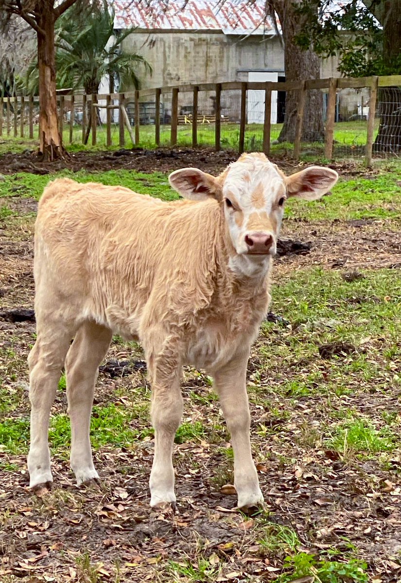 Daisy celebrated her one month birthday today! It is amazing to see how much she has grown already. Mom, Eleanor, has loosened up her hold on the baby who has become a very curious little calf. She really seems to want to meet Bentley. What a cute friendship that will be✨