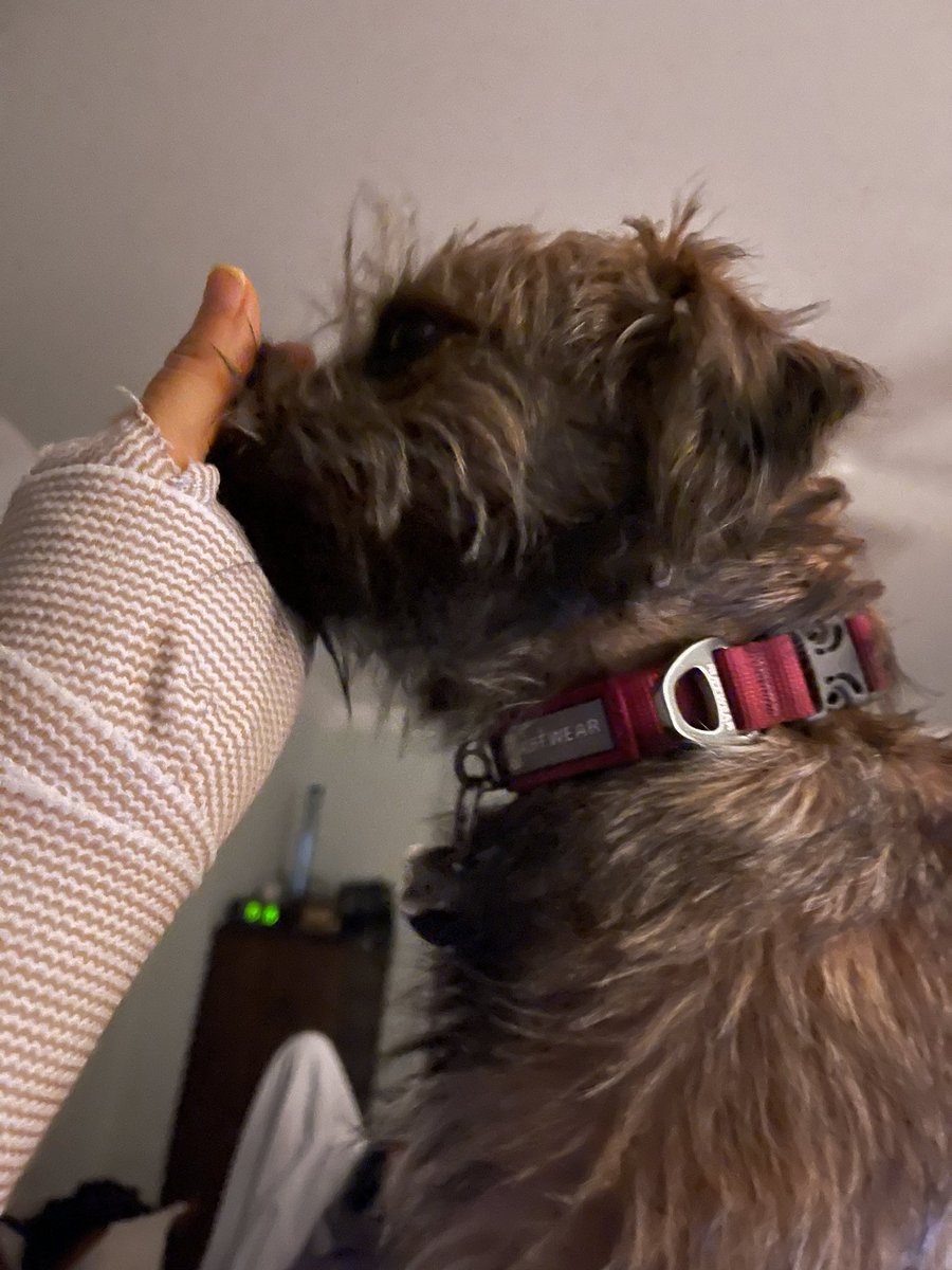 Jus call me Nurse Penny! Hoomum had a small op today (every fink is OK) and I am helping it get better and not left her side. Not bad for a crazy puppy who’d rather be zooming in the snow 🤪🐾💕