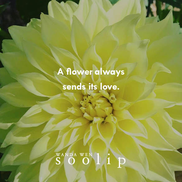 soolip's tweet photo. A flower always sends its love. https://t.co/8KuU65svnd