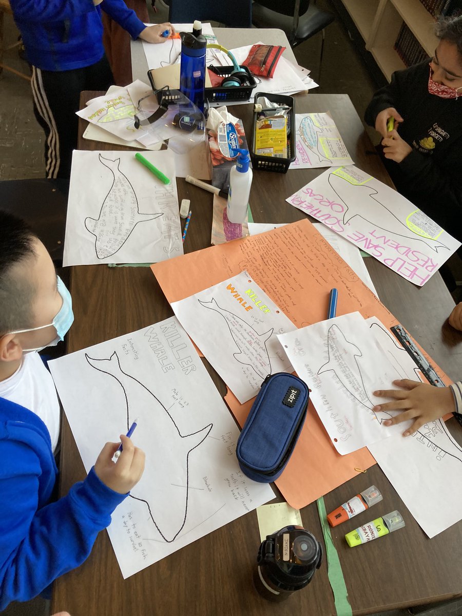 TseJeff's tweet image. Division 6 working on some posters today to spread awareness about sea animals at risks! @GetKahoot questions making tomorrow before we post the posters and challenge classes to a fun quiz!! @seasmartschool @renfrewschool 
#inquiryproject #collaboration