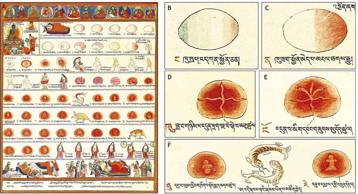 Ryann Fame, PhD (@sciencedame) on Twitter photo Treat yourself to this more whole history of developmental biology by <a href="/jbwallingford/">John Wallingford</a> Treat yourself to this more whole history of developmental biology by <a href="/jbwallingford/">John Wallingford</a>