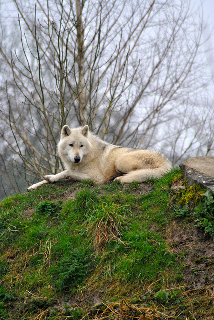 hourlywolvesbot's tweet image. HourlyWolves presents: