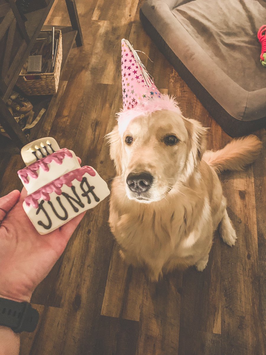 katie_rust_'s tweet photo. Happy little birthday pup. 🐾 https://t.co/laOiA82o5F