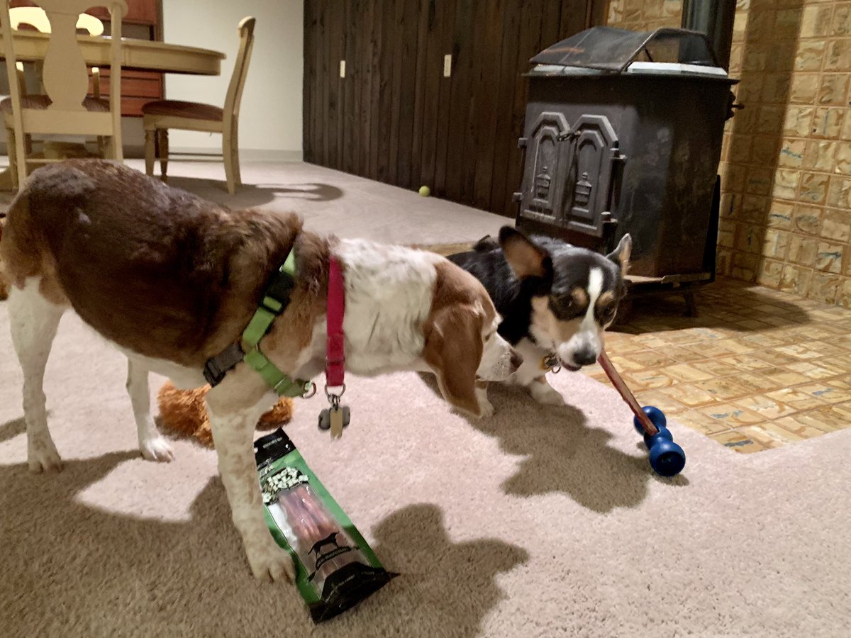 Quinn_The_Corgi's tweet photo. #SqueakyTime has been paused this evening for @redbarninc #BullyTime. Now if I can figure out how to get #๐๐ป๐ป๐ช๐ฆTheBeagle to respect my personal bone space.... #corgi #CorgiCrew #beagle https://t.co/3Bxz5DaOkn