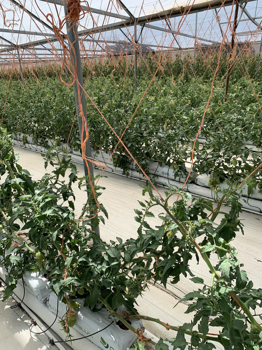 Hoy recibimos la Visita del Ing. Herman Bern y Flia., con quienes estuvimos intercambiando opiniones sobre el cultivo de tomate. Después de ser afectados en noviembre por el Covid, GREEN PEPPERS SA, está retomando la producción. Gracias a clientes y amigos por el apoyo.