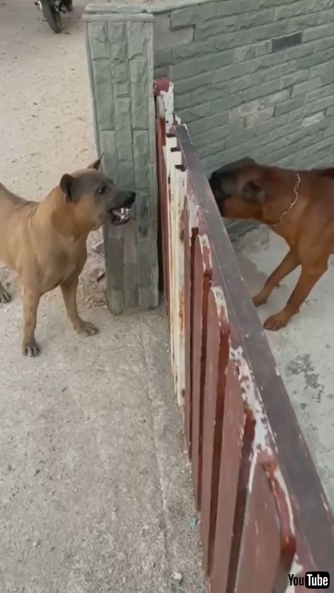 ねとらぼ 犬 俺の縄張りだぁ 犬 なんだとコラァ フェンスを開けると 態度が急変する犬たちが面白い T Co 5qr7djkn7g Itm Nlabzoo