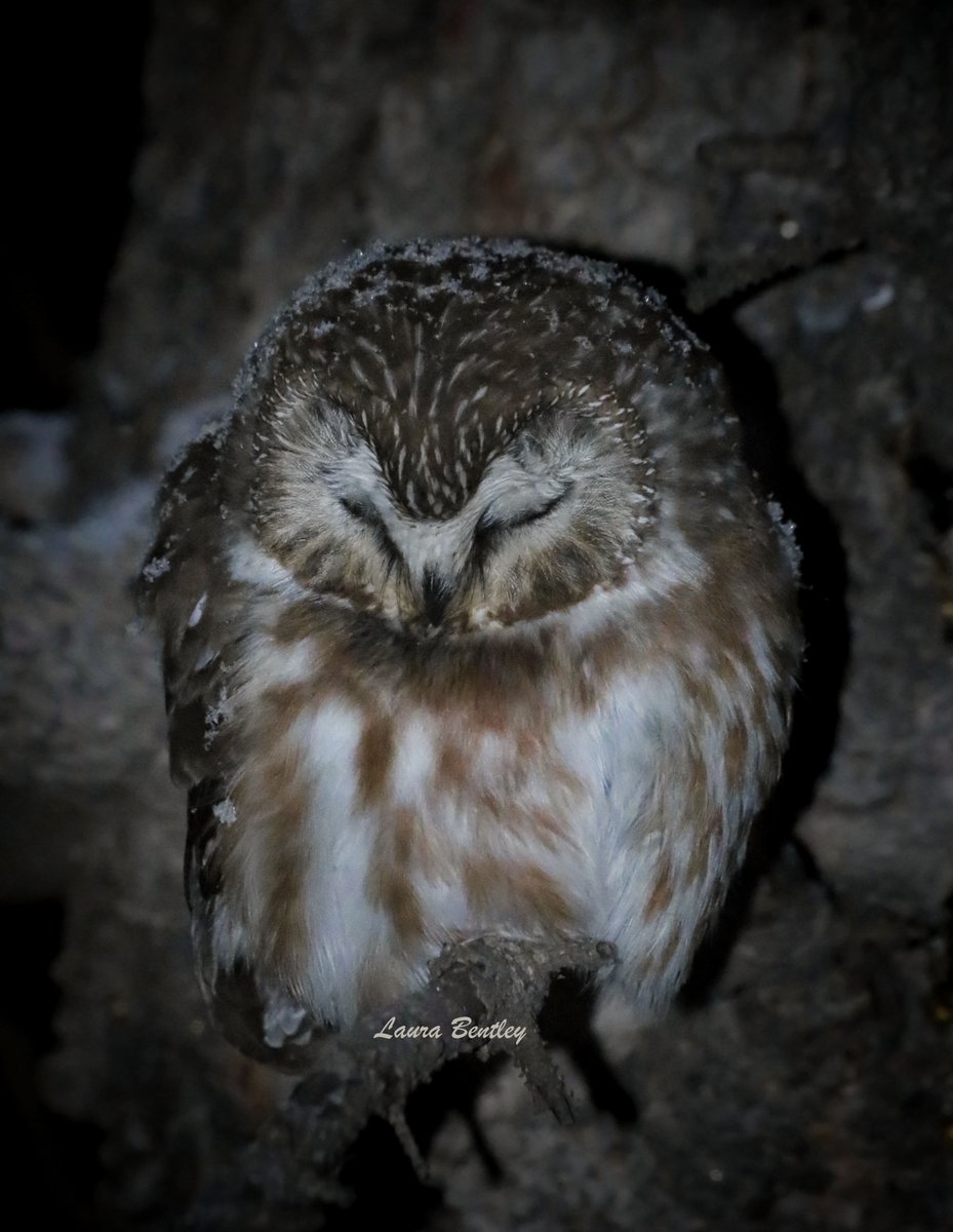 ❄️flake ~ 80gram snowy owl wannabe. In all honesty I have few words for just how humbling our #NorthernSawWhetOwl experiences have been. He's weathering the storm tonight in his usual hunting spot.