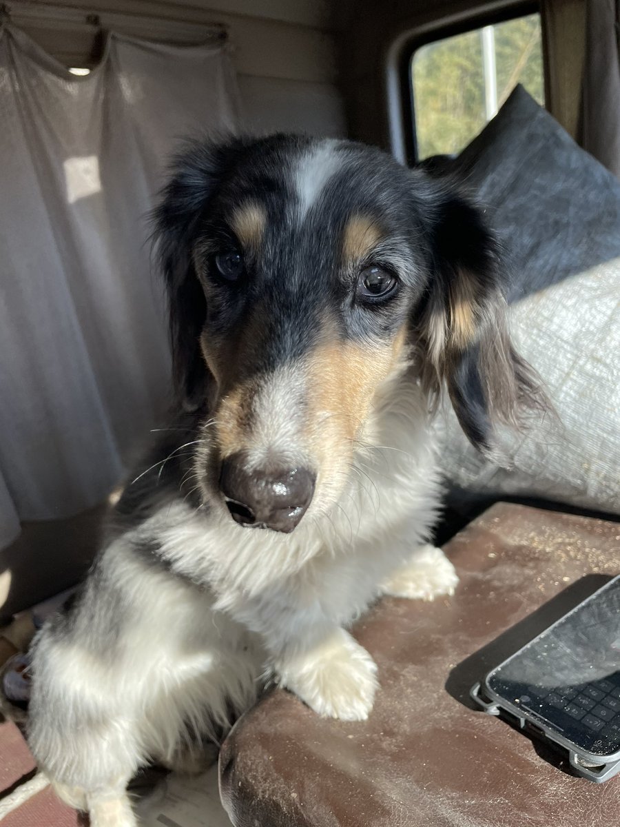 小堀正展牧場 On Twitter 迷子犬を保護しました 発見場所は前橋市金丸町第二南面道路上です ミニチュアダックスフンド みたいな感じなのかな 目があまり良くないみたいです 轢かれるのも野垂れ死ぬのも癪なので保護しましたがもし飼い主さんいらっしゃいましたら最後