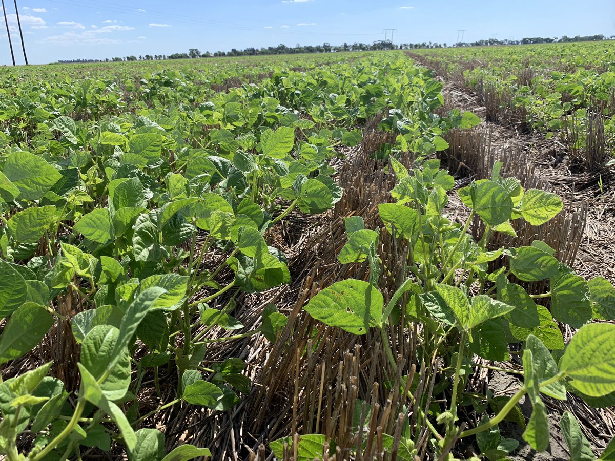 Emma Ayliffe (@em_ayliffe) on Twitter photo Hopefully good enough to make <a href="/PaulMacAHRI_PUL/">Paul Mcintosh</a> MR Mac proud of our efforts here in the south. Mungbeans looking glorious after the rain <a href="/summitagconsult/">Summit Ag Agricultural Consulting</a> <a href="/houghton_rob50/">Robert N Houghton</a> <a href="/IRECNSW/">IREC</a> <a href="/pennyheuston/">Heuston Agronomy Services</a> <a href="/thelandnews/">The Land</a> Hopefully good enough to make <a href="/PaulMacAHRI_PUL/">Paul Mcintosh</a> MR Mac proud of our efforts here in the south. Mungbeans looking glorious after the rain <a href="/summitagconsult/">Summit Ag Agricultural Consulting</a> <a href="/houghton_rob50/">Robert N Houghton</a> <a href="/IRECNSW/">IREC</a> <a href="/pennyheuston/">Heuston Agronomy Services</a> <a href="/thelandnews/">The Land</a>