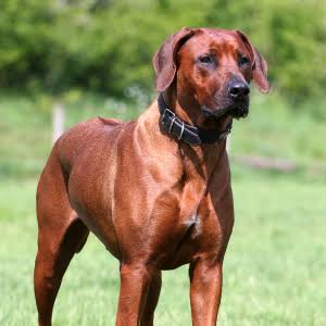 Sam Winchester as a Rhodesian Ridgeback