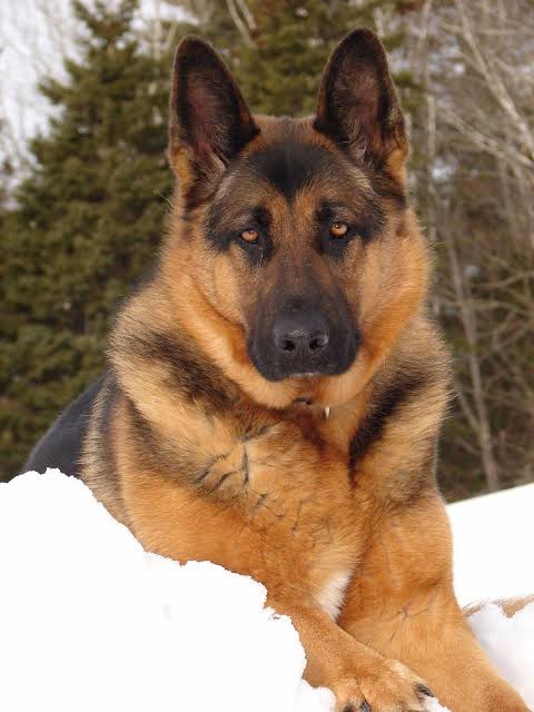 Dean Winchester as a German Shepherd
