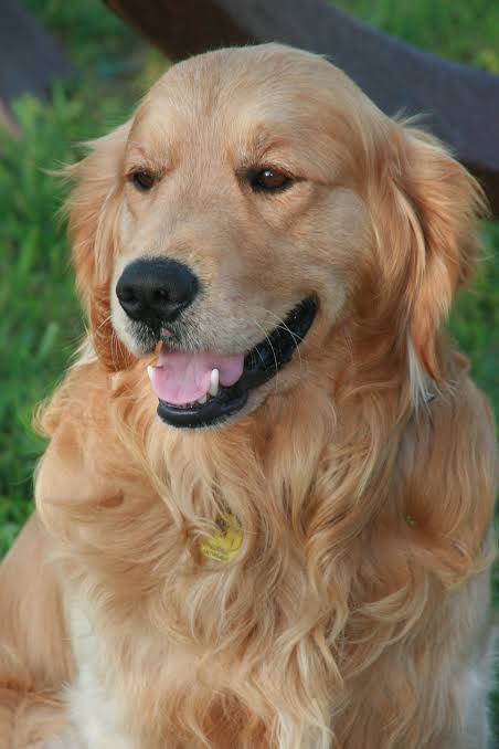 Jack Kline as a Golden Retriever