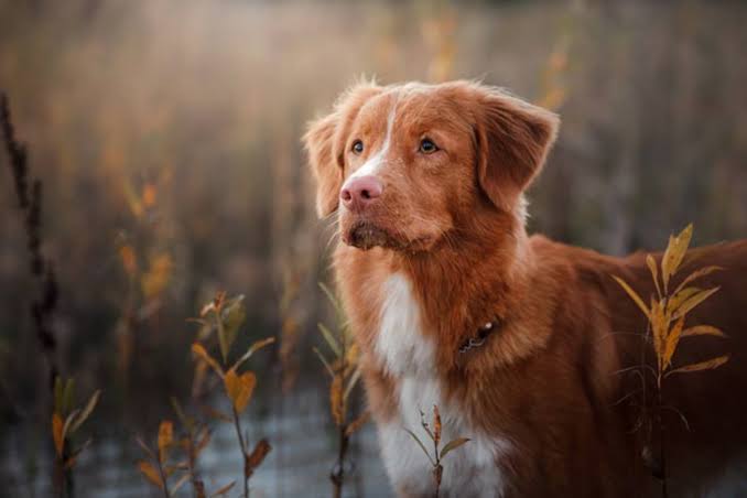 Charlie Bradbury as a Nova Scotia Duck Tolling Retriever