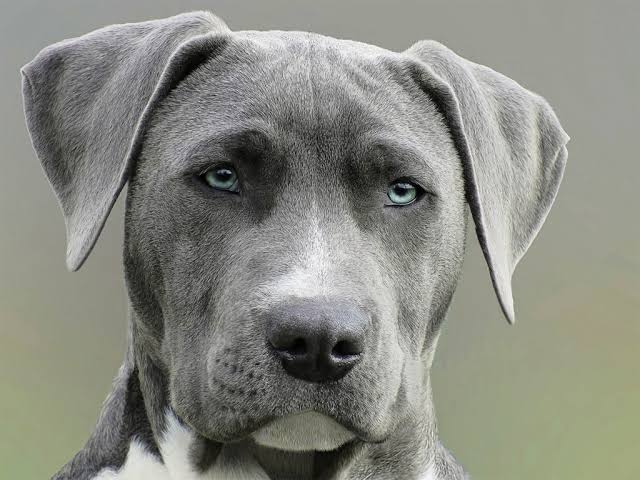 Jody Mills as a Blue Weimaraner