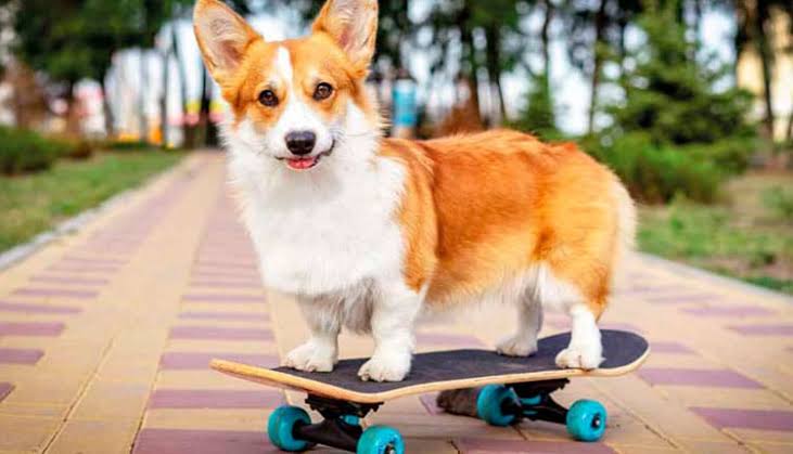 Gabriel as a Corgi