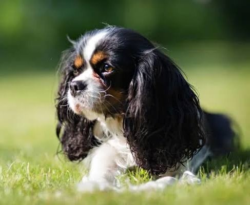 Eileen Leahy as a Cavalier King Charles Spaniel