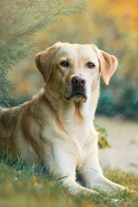 Claire Novak as a Labrador Retriever