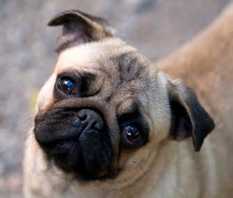 Garth Fitzgerald IV as a Pug