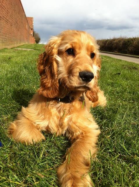 Donna Hanscum as a Golden Cocker Spaniel