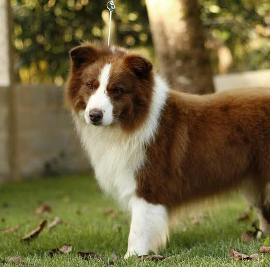 Krissy Chambers as a Border Collie