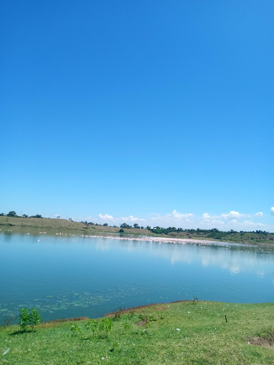 Omollo03644539's tweet photo. Lake Simbi hosting thousands of flamingoes believed to be traveling as far as lake Nakuru https://t.co/kREs3Mn9Oy