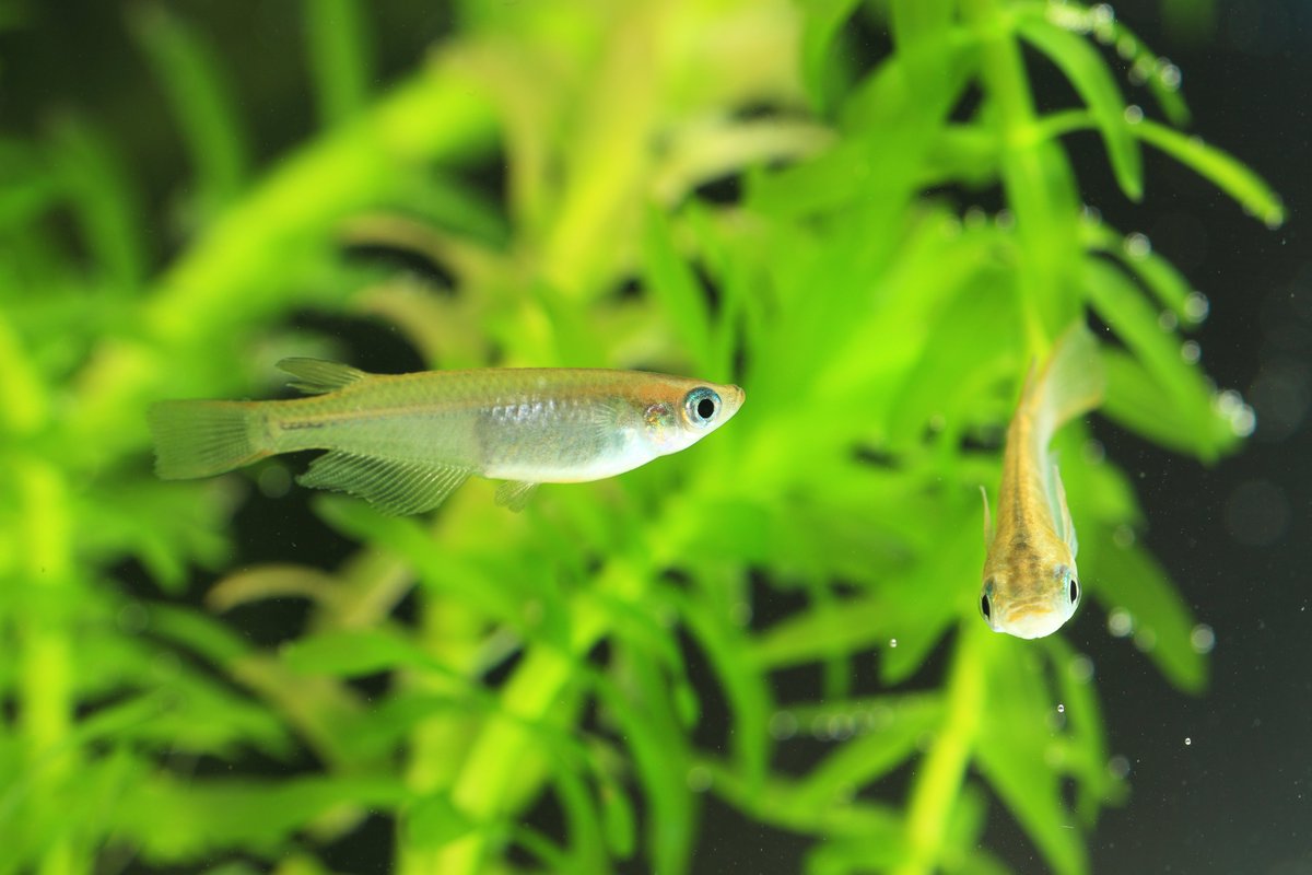 アニコム めだかの学校は 川のなか そっとのぞいて みてごらん メダカとの暮らし方について お伝えします T Co Hozmajdall アニコム めだかの学校は 川のなか そっとのぞいて みてごらん メダカとの暮らし方について お伝えします T Co Hozmajdall