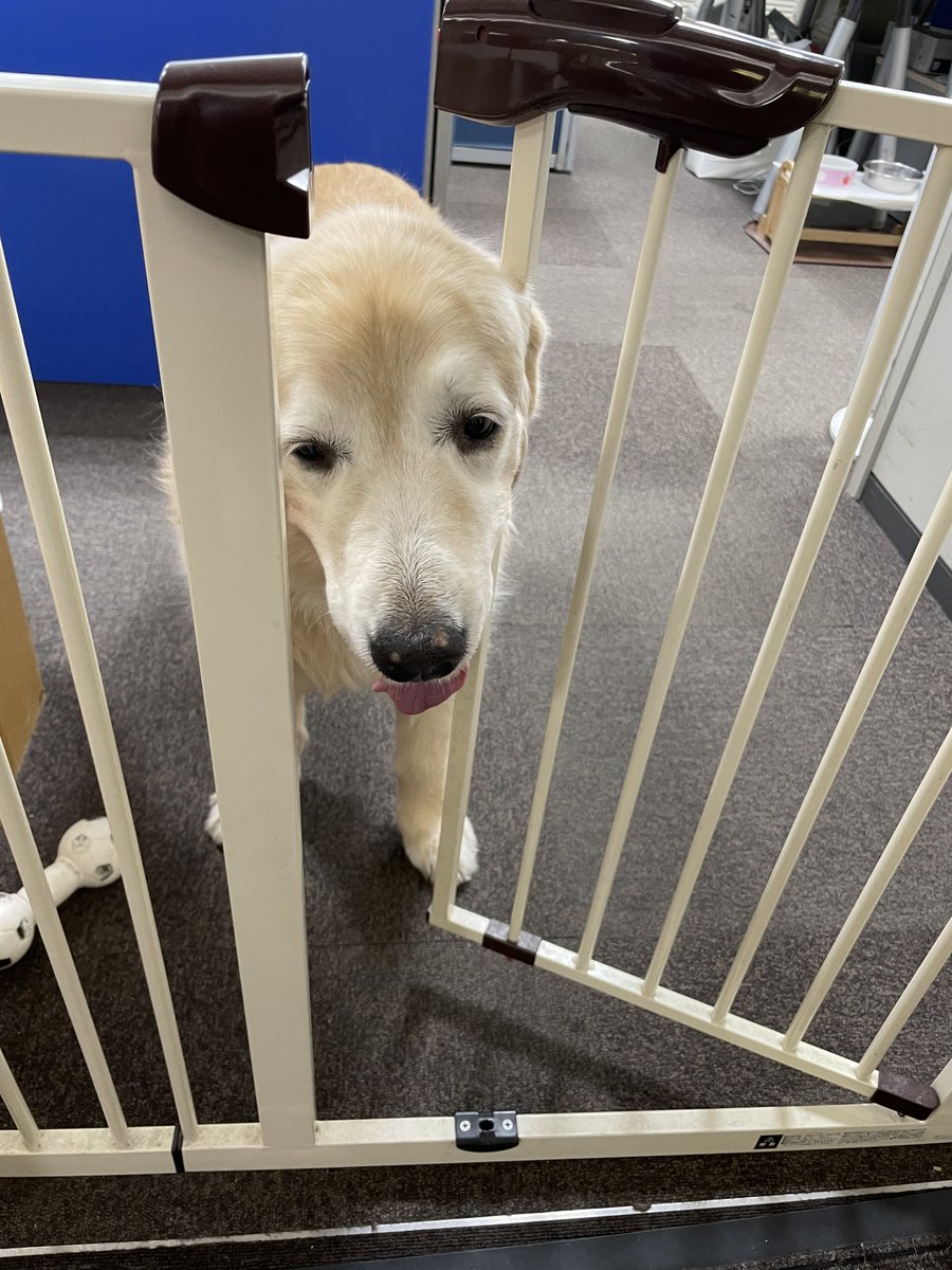 ট ইট র 社会福祉法人 博光福祉会 今日のわんこ よっ 寿里苑サラ くうちゃん 犬好き アニマルセラピー 介護 社員募集中 大阪 ゴールデンレトリバー Animal Doglovers 今日の 犬 雪 倖田來未 水曜 くーちゃん ゴールデン 犬好きさんと繋がり ট ইট র 社会福祉法人 博光福祉会 今日のわんこ よっ 寿里苑サラ くうちゃん 犬好き アニマルセラピー 介護 社員募集中 大阪 ゴールデンレトリバー Animal Doglovers 今日の 犬 雪 倖田來未 水曜 くーちゃん ゴールデン 犬好きさんと繋がり
