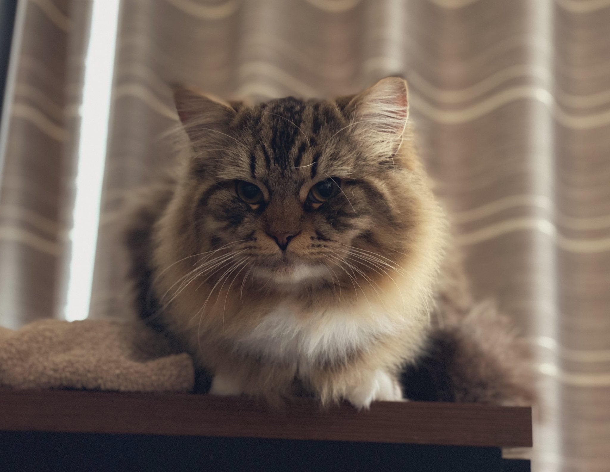 べるとぽちゃ 制約を交わしたくなってきた ダークソウル 白猫アルヴィナ