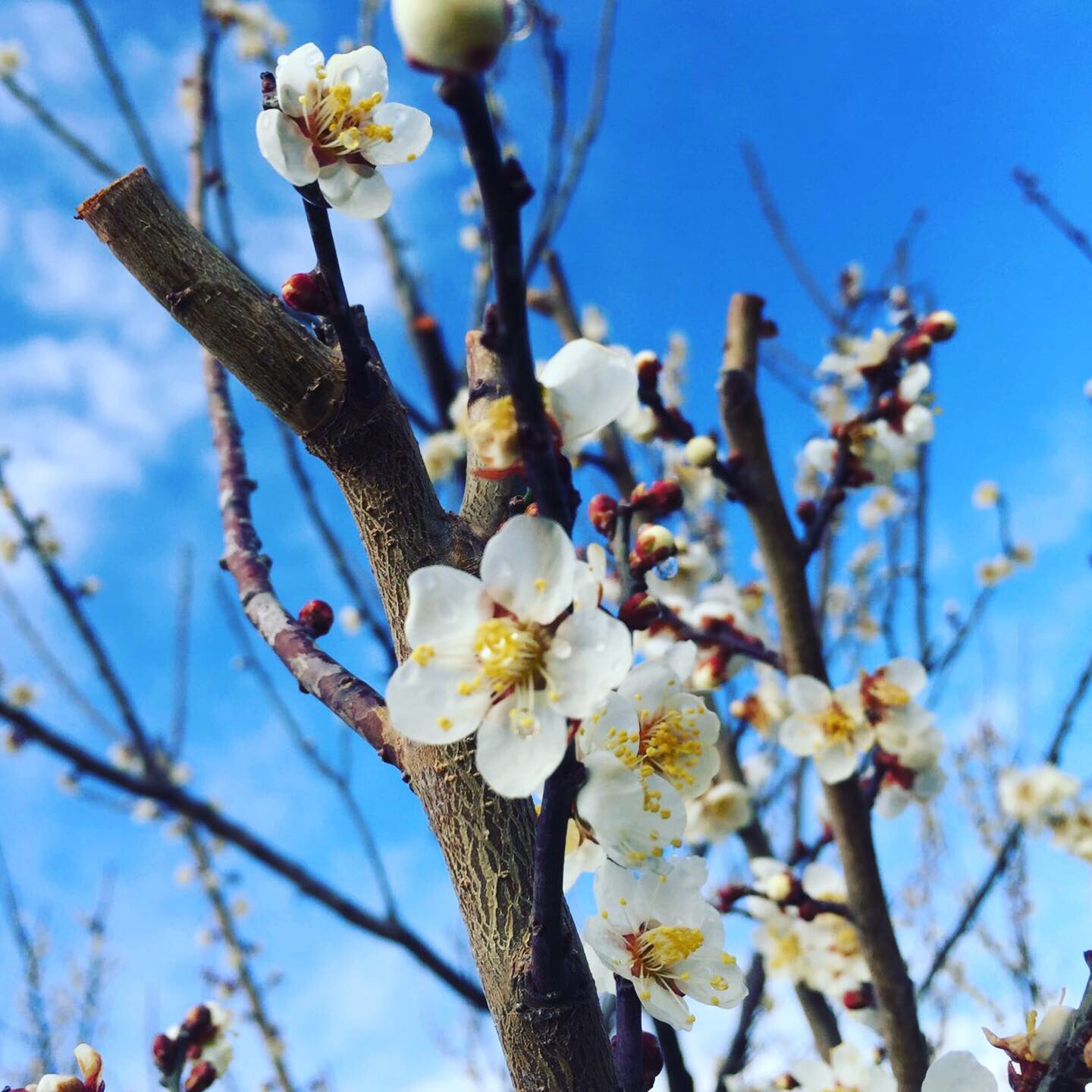 一般社団法人 南アルプス市観光協会 梅の花 昨日は節分 豆まきはしましたか 鬼とともにコロナも追い払う意味もこめて いつもより力が入ってしまいました W そして今日は 立春 まだまだ寒いですが暦の上では春を意味します 南アルプス市内では