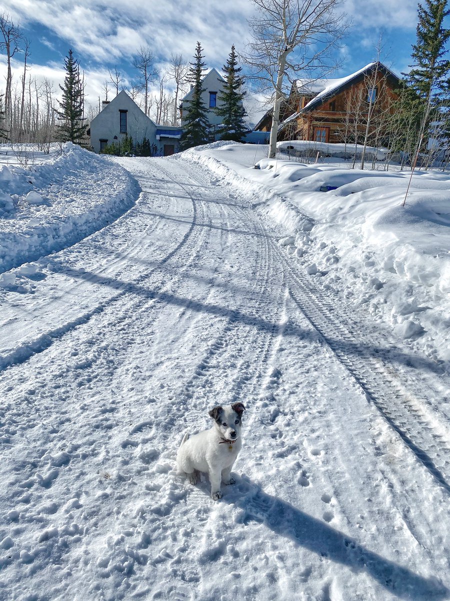 annatelluride's tweet image. Just trying to write off the puppy as a business expense 😘 #realestatemodel #dogsofrealestate #telluride #telluriderealestate