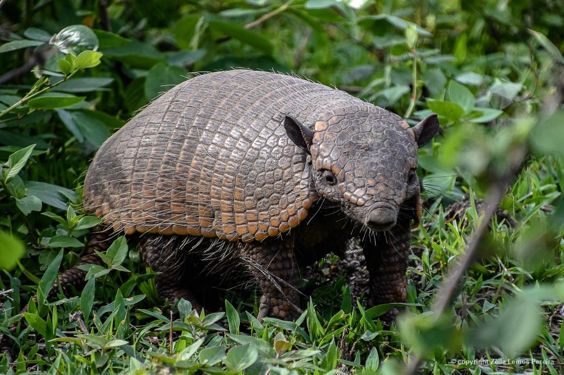 Biofaces1's tweet photo. O tatu-peba (Euphractus sexcinctus) é um dos diversos animais estigmatizados por antigas crenças e culturas populares. Por sua habilidade de cavar e por sua alimentação onívora, que inclui até carniça, acreditava-se que ele se alimentava de cadáveres. #Biofaces #wildlife https://t.co/WLlha0GMWE