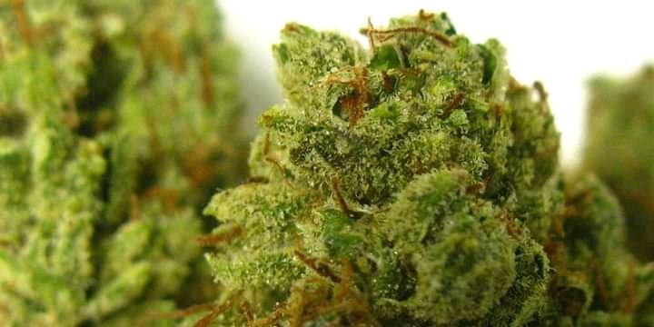 fraank_woodd08's tweet photo. 🌿🌿bongs and pipes to smoke all night🌿🌿
#CannabisCommunity #cannabislegal
#marijuanaseedsman #skunk 
#beststrains #cannabinoids https://t.co/8vrvPMbffi