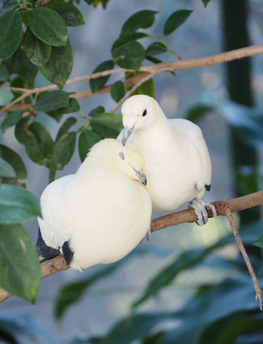 千葉市動物公園 公式 現在 動物科学館バードホールでは仲睦まじいソデグロバトの番 つがい がご覧いただけます 白い鳩は平和 幸福の象徴といいますが 2羽の姿を見て本当に幸せな気持ちになります 企 千葉市動物公園