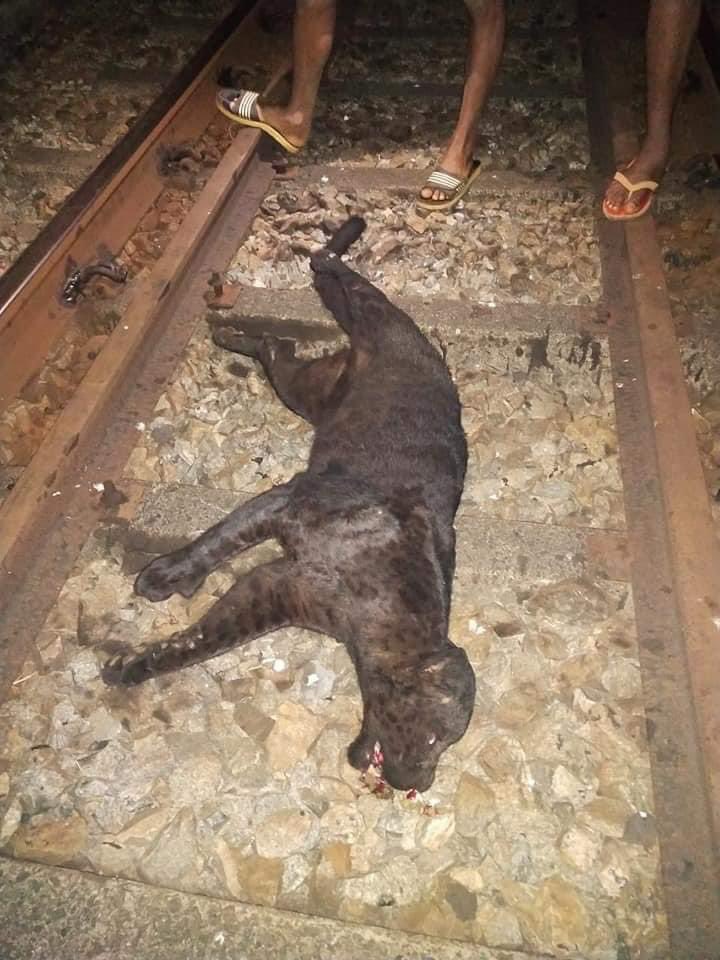 That is a sad picture. A rare black panther killed by a speeding train in Kundapura, Karnataka on Monday. Bagheera in his own land killed by an alien machine. Fb pics.