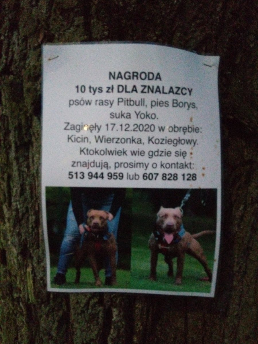 vvarulf's tweet image. Zaginęły pieski!!!
Okolice Poznania!!!!