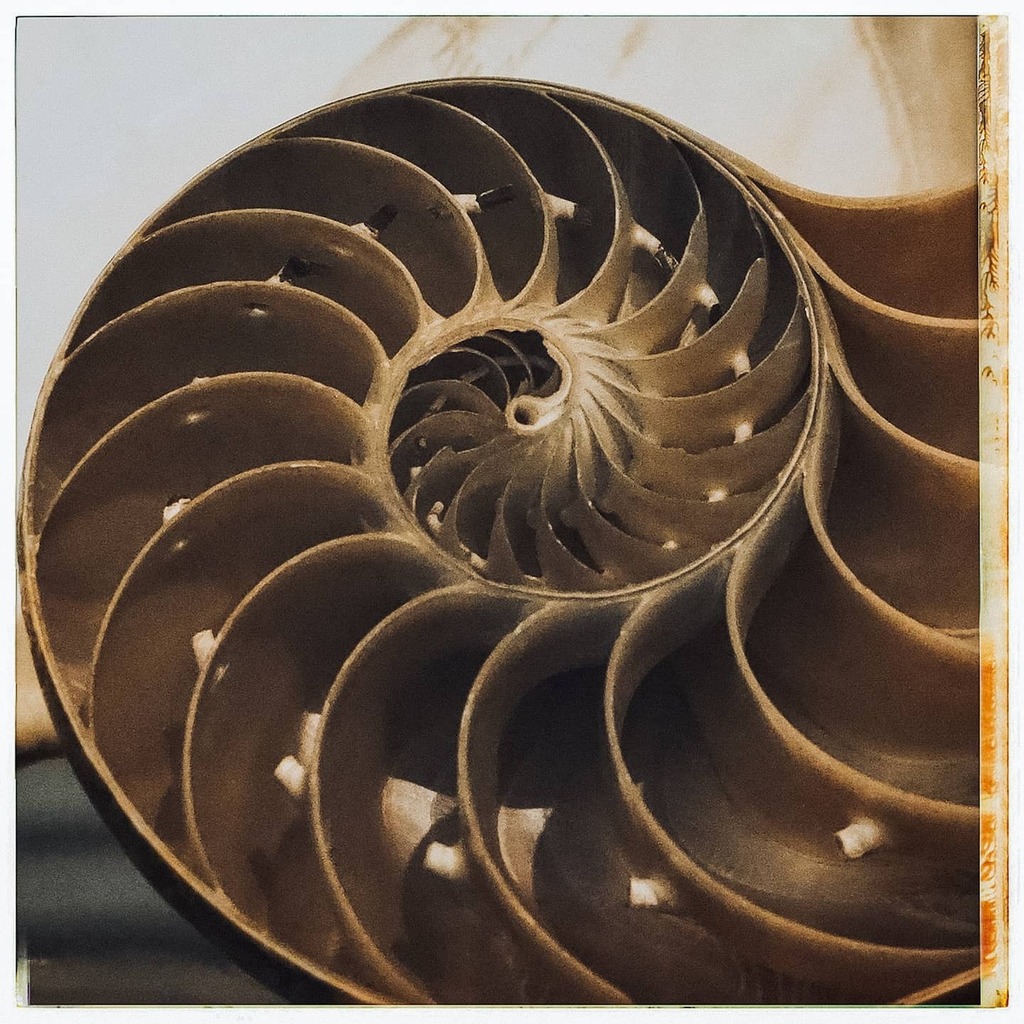 western4uk's tweet image. Something beautiful .... nautilus shell #fms_beautiful #fmsphotoaday_034 #fmspad2021 #fmspad instagr.am/p/CK0dHGOro_N/