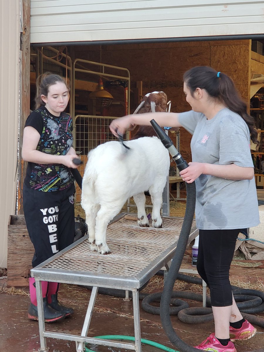 AllieBooth26's tweet photo. Getting show goats ready for Spring Show season! #chasingthosebanners #cousins #boershowgoats https://t.co/2dzKkQEM3R