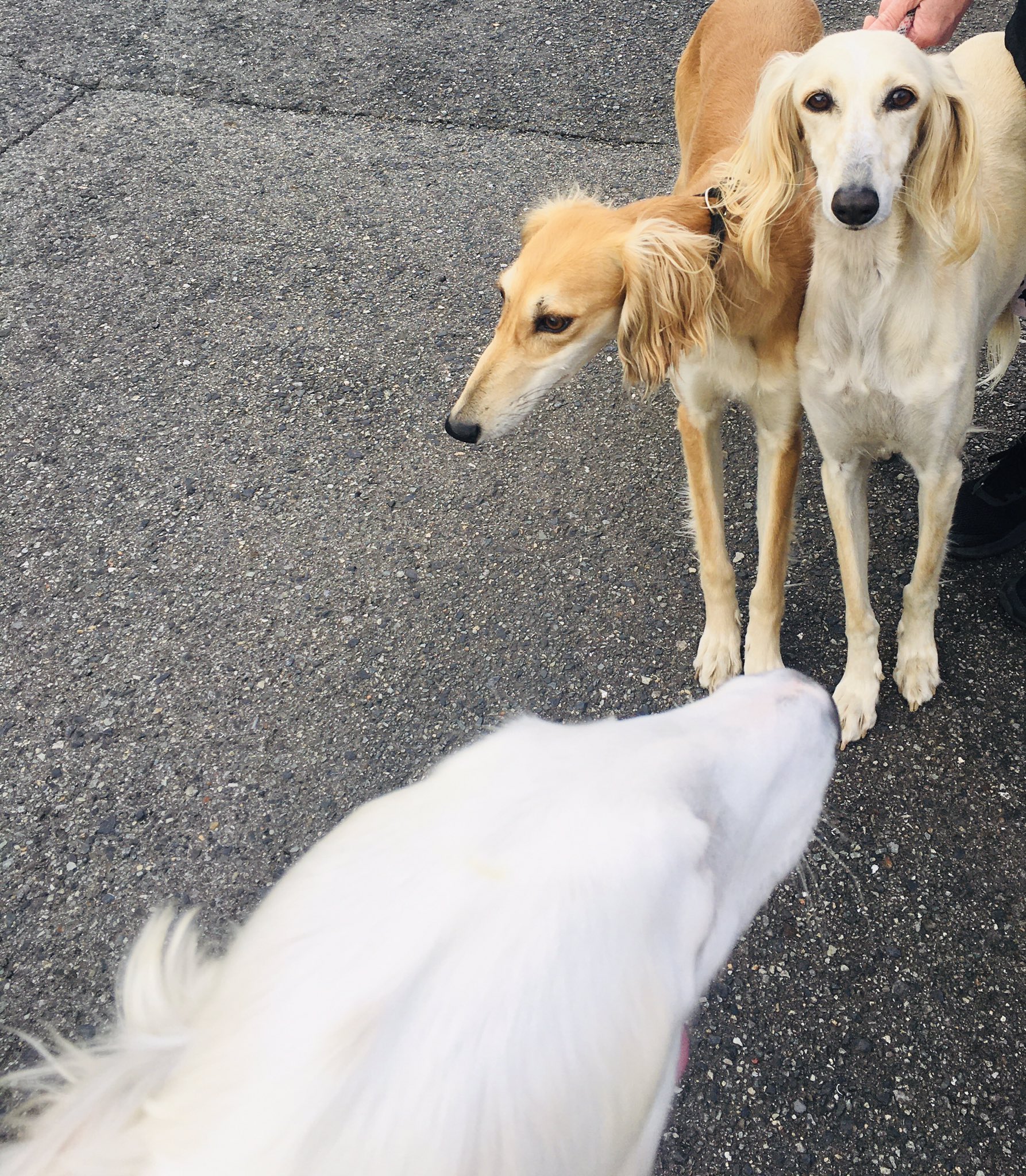 さき ガケ男塾 今日はサルーキーの兄弟と出会いました ボルゾイ Borzoi サルーキー Japan サイトハウンド 犬好き T Co Ymsaabxswe Twitter