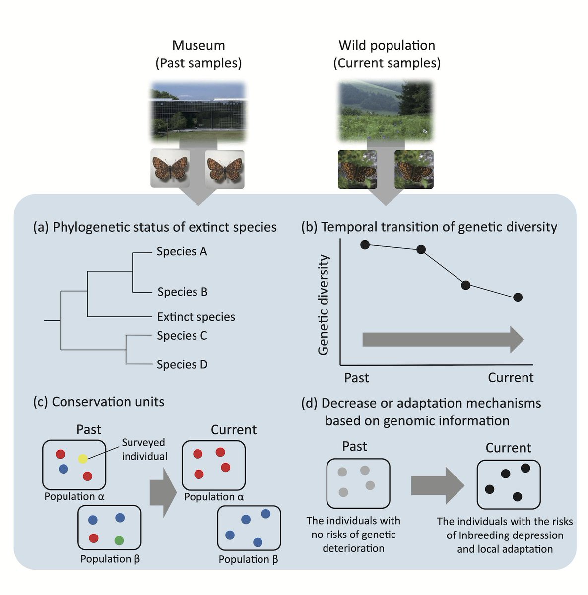 EcologicalRes's tweet photo. AWARD PAPER #openaccess
Museum specimens: An overlooked and valuable material for conservation genetics
Naoyuki Nakahama @naoyukinkhm
https://t.co/9JlNZBzOBK
#SuzukiAward #museumspecimens https://t.co/g0BKfwJ80A