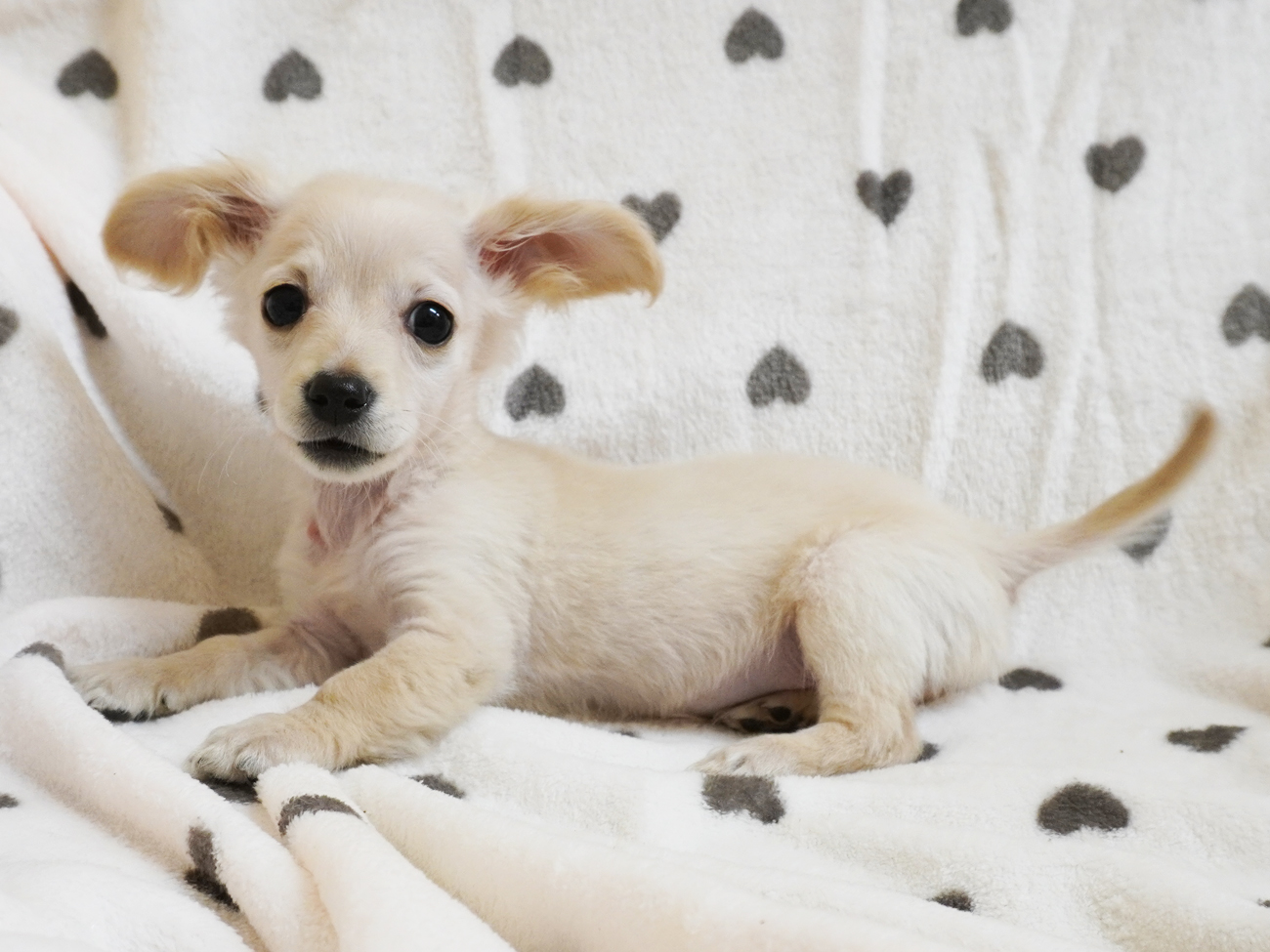 ペットプラザ岸和田店 チワワとミニチュアダックスフンドのmixの子なのですが 成長とともに凄く変化しています チワワっぽい容姿からダックスに様変わり 耳が横に立っているのが特徴的でまた可愛いです ダックスフンド ミニチュア